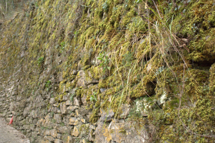 Moss on Moltrasio stone